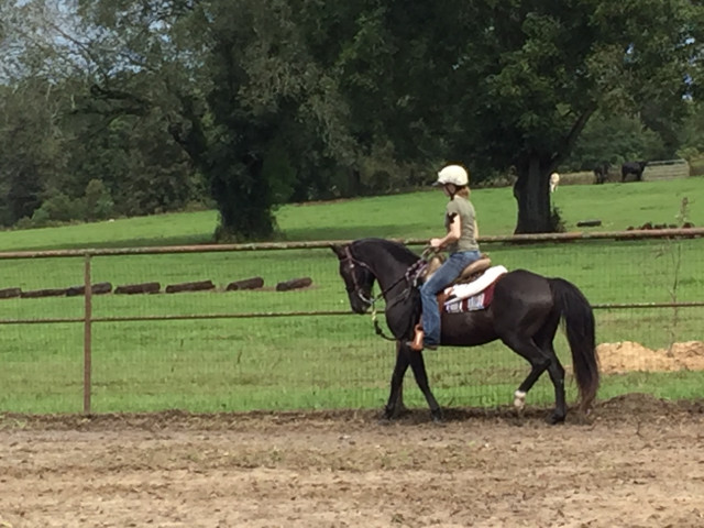 trail horse test oct 6 201816